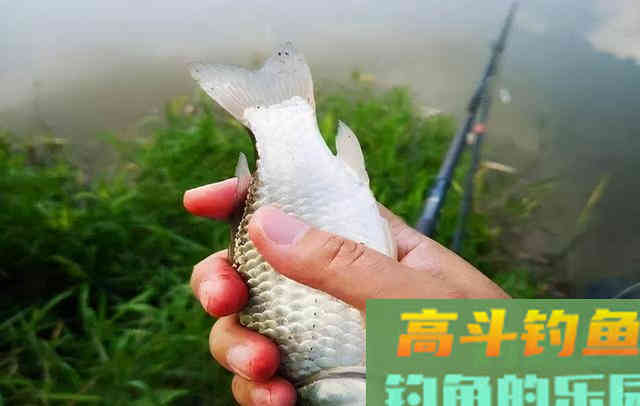 聊聊我跟野战蓝鲫的爱恨情仇