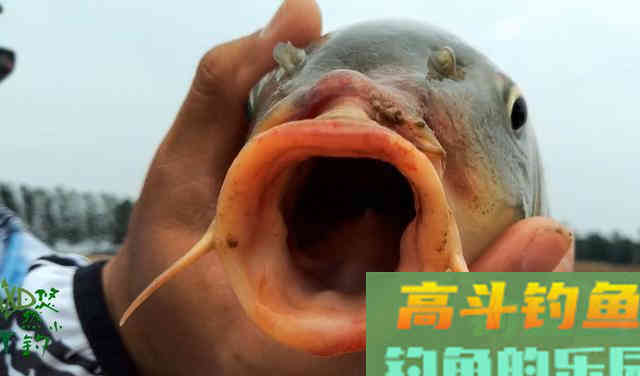 秋天来了,推荐几款商品饵,比蚯蚓还好用