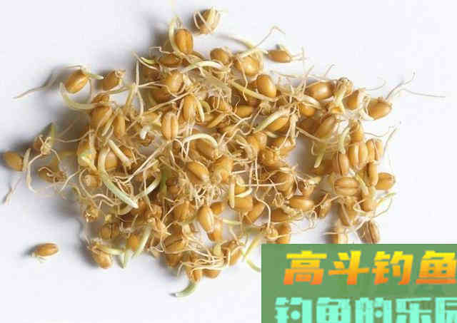 除了煮、泡、发酵，还有这种方法，制作的麦粒