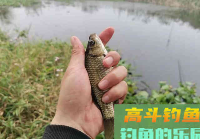“一包饵料一筐鱼”真的好用？小野塘实战测试