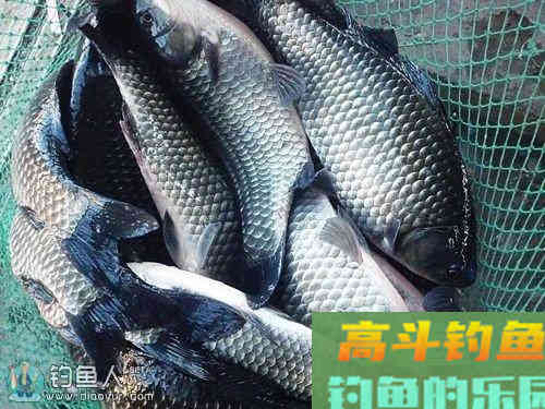 化氏秘籍之化氏秋季钓鲫鱼饵料配方