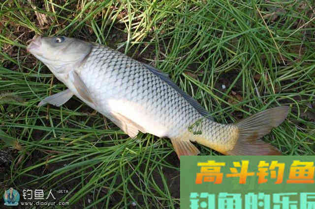 化氏秘籍之野钓鲤鱼的技巧与鱼饵配方