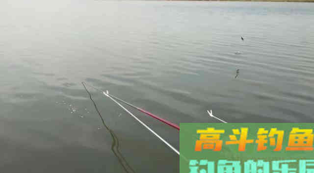 有鱼咬钩后，应该什么时候提竿
