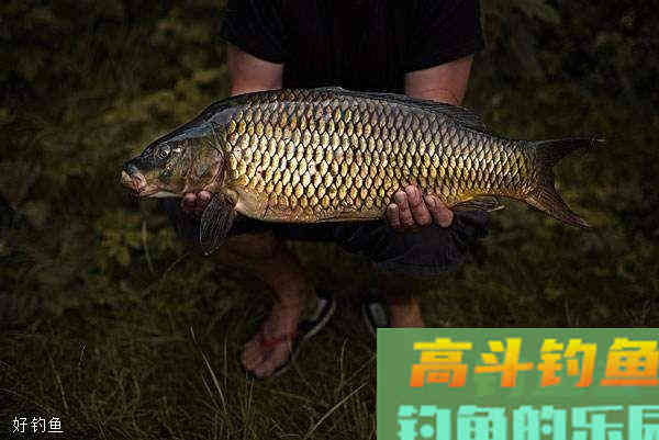 野战蓝鲫加上速攻狂道鲤，分分钟上大鲤鱼