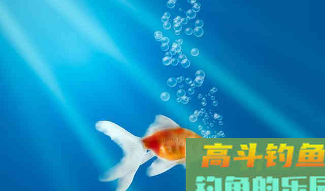 钓鲫鱼窝内出现大片鱼泡，为何没鱼吃钩
