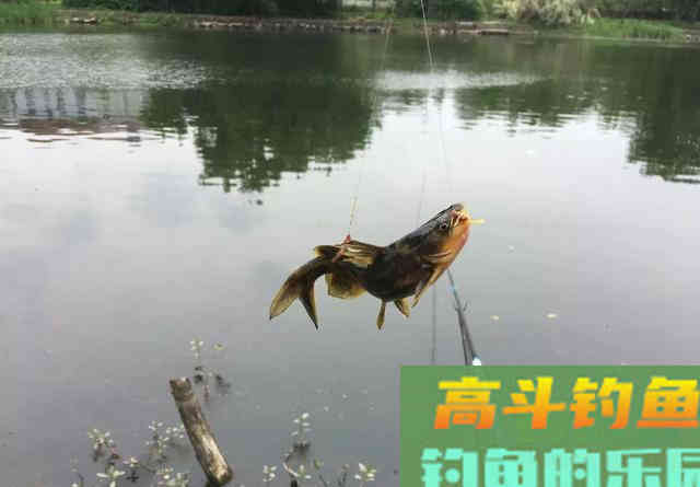 一遇退水就不钓鱼了？告诉你一些实用的建议