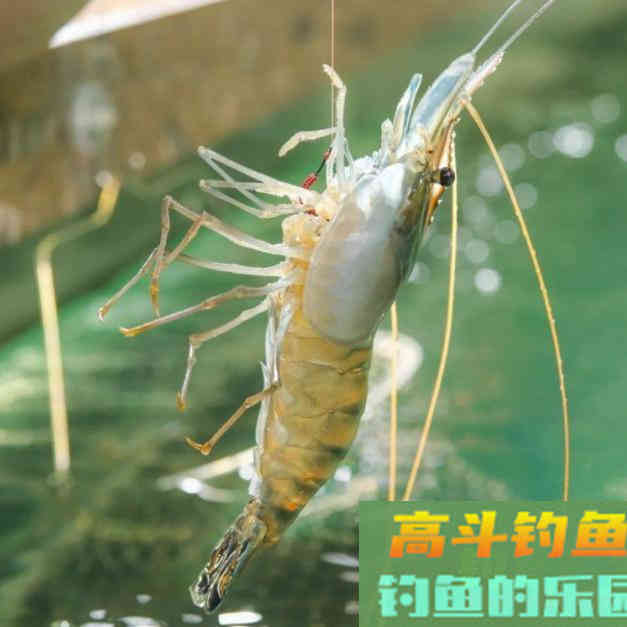 总是钓不到鱼？学会这5点，新手变高手