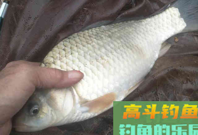 为什么别人能连竿，你却钓不到鱼