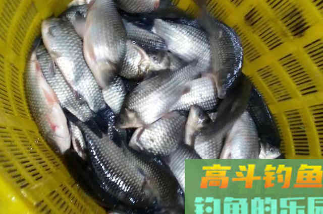 还再单开野战蓝鲫！试试这几种用法，钓鱼效果翻倍
