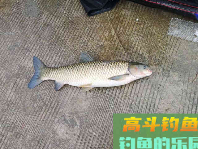 盘点几种夏天野钓的天然重窝，不用打窝直接钓