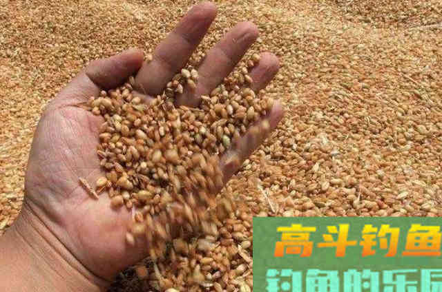 对付大板鲫我从不心软，这饵连用了二十余年