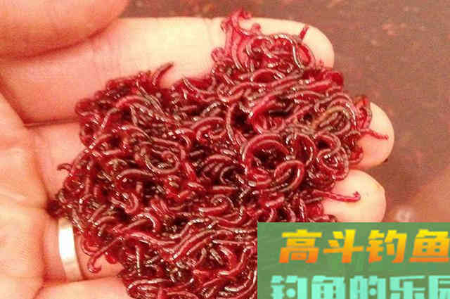 还再单开野战蓝鲫！试试这几种用法，钓鱼效果翻倍