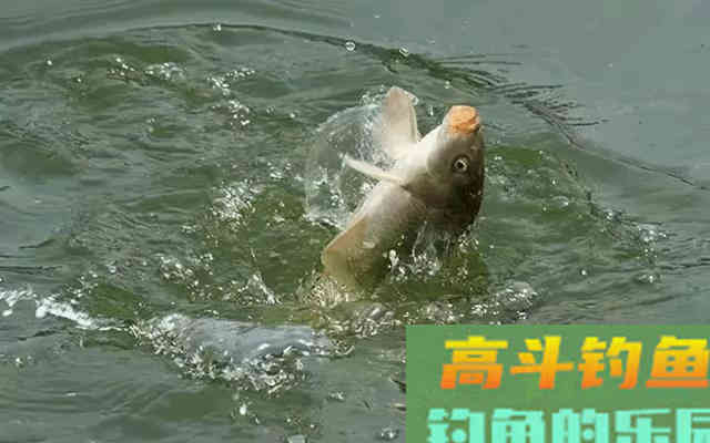 搞明白鱼群上浮的诱因，上浮的鱼群，其实也不难钓