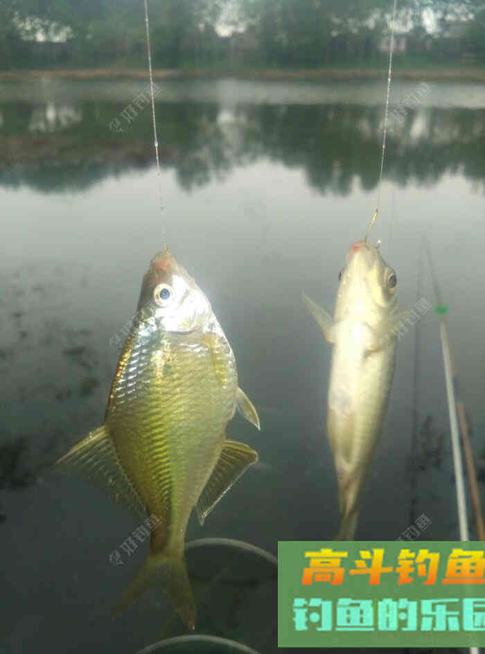 [春季放流]江湖猎人饵料，果然名不虚传