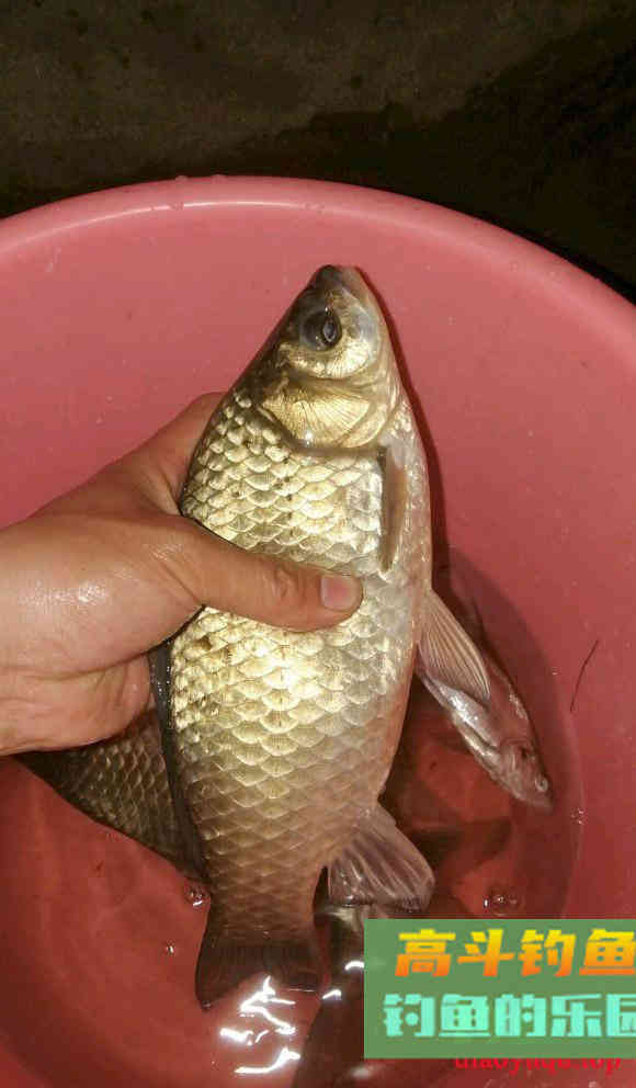 钓鱼真的有新手光环？教条主义是累赘