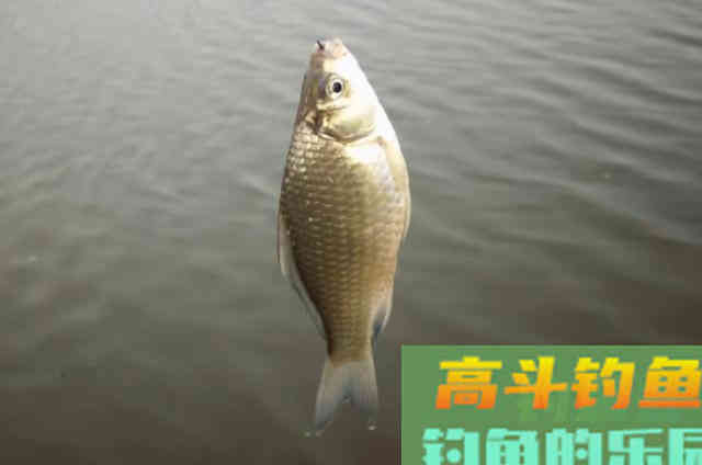 窝里明明有鱼，怎么就是钓不上来？