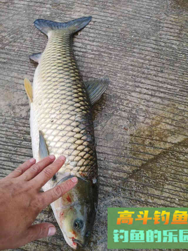 钓鱼越久竿越短？鱼线越细技术越高？你可别信这个邪
