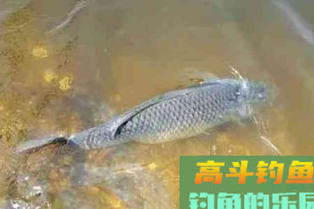 水下有鱼却不吃钩？老钓鱼人跟你解释解释