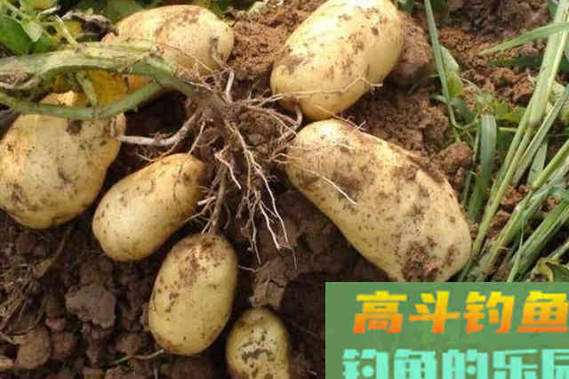 天热后，我就只想用这百试不爽的鲤鱼饵