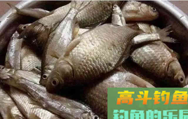 自用钓鱼窝料配方分享，半天渔获38斤，感兴趣的拿走不谢