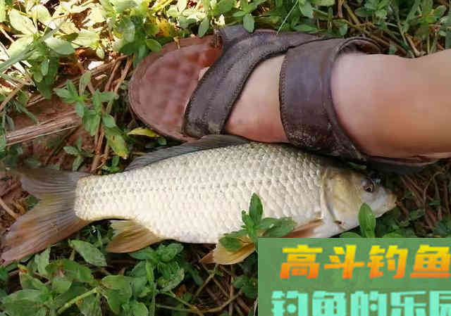 真能一包蓝鲫走天下吗？若早知晓问题所在，就知道少钓多少渔获了