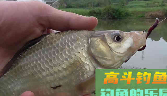 钓鱼用饵，用法恰到好处，才能充分发挥饵料的效果