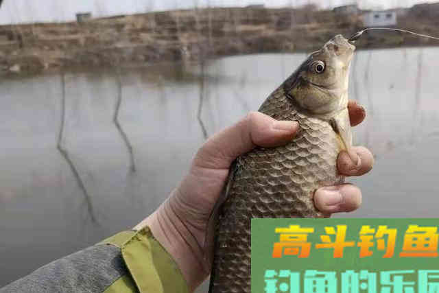 就这特效鲫鱼饵料，一般商品饵还真没法比