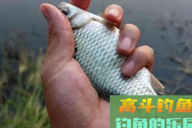 别再费钱买小药了，换用4种添加剂，鲫鲤鱼轮番上钩