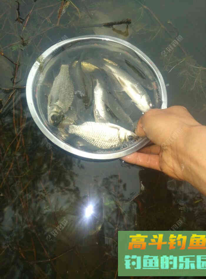 [春季放流]江湖猎人饵料，果然名不虚传