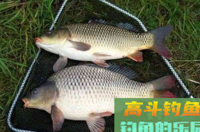 怪不得鲫鲤鱼一钓就过瘾，如果我有这特效饵
