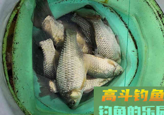 冬季钓鱼秘制饵料配方分享，野钓鱼塘都能用