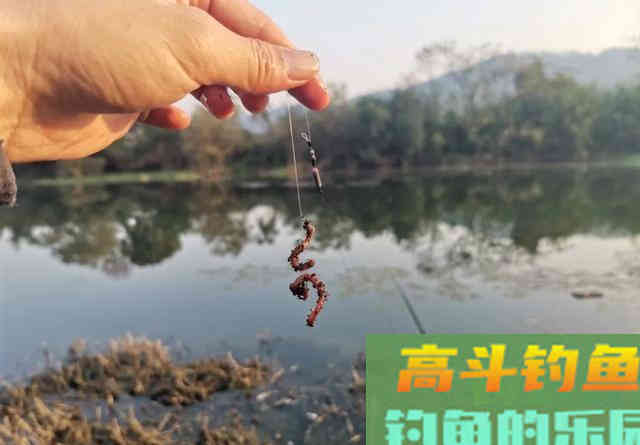 为什么蚯蚓​效果不如商品饵