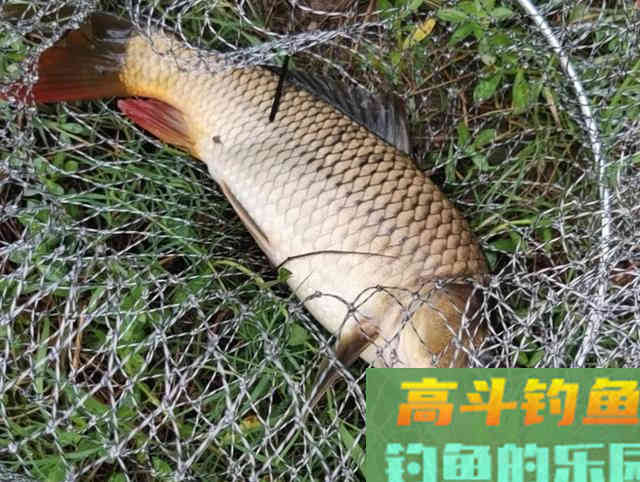 立秋过后如何钓大鱼？打重窝前要三思