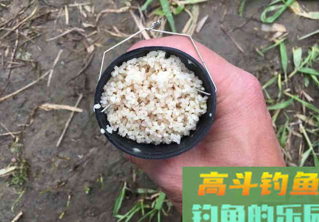 实战告诉你什么样的酒米最诱鱼