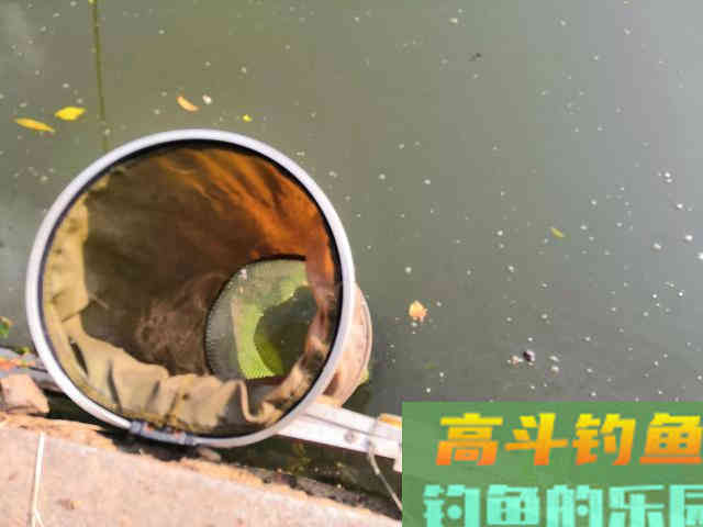 清明用蚯蚓钓鱼，2种状态要格外区分；不然，鱼会光吃窝料不咬钩