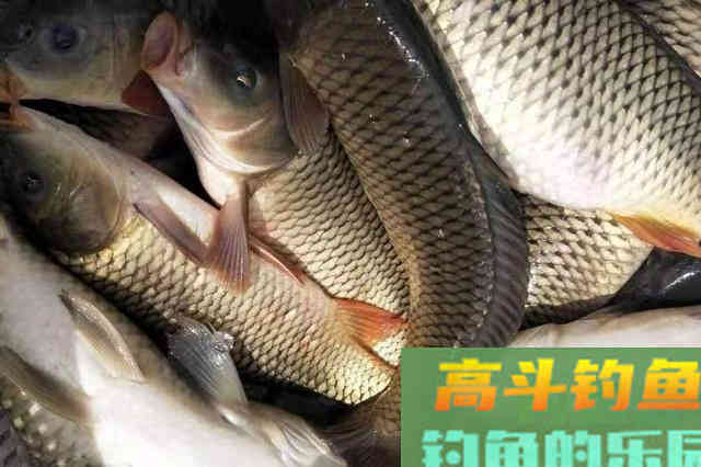 没鱼咬钩就怪饵料不好？没事别扯淡，背后原因