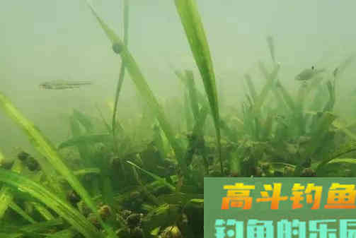 钓鱼不钓草，等于瞎胡跑”，忽视这5点，钓草同样是瞎胡跑