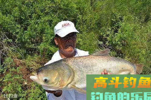 化氏北方黑坑钓鱼饵料配方与使用技巧