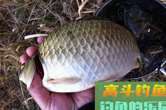 鱼口轻就没法钓了？3个破解招式，千万莫忽视