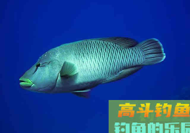 鱼也会口渴，它还是个重口味，有1种钓鱼小药就源于此