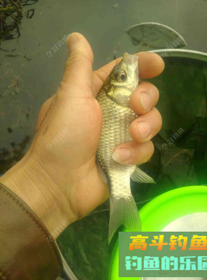 [春季放流]江湖猎人饵料，果然名不虚传