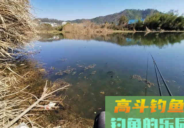 网红饵料全能腥（香）真的好用吗
