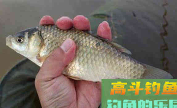 鱼儿喜欢什么样的饵料？要满足这些方面