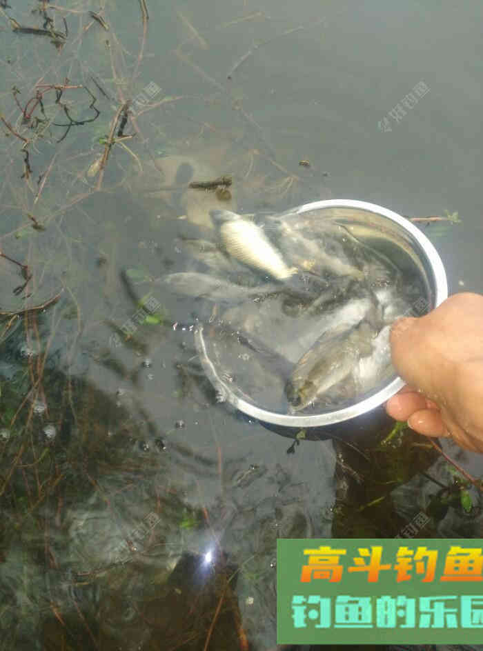 [春季放流]江湖猎人饵料，果然名不虚传