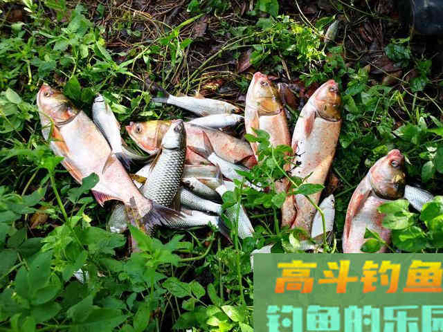 盘点几种夏天野钓的天然重窝，不用打窝直接钓