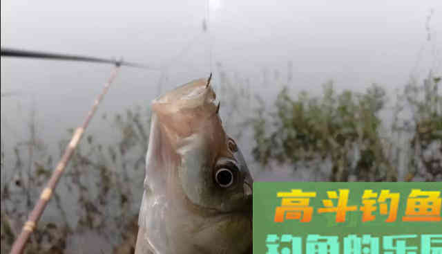 是否要露出钩尖，要从鱼种、饵料、垂钓水域方面入手