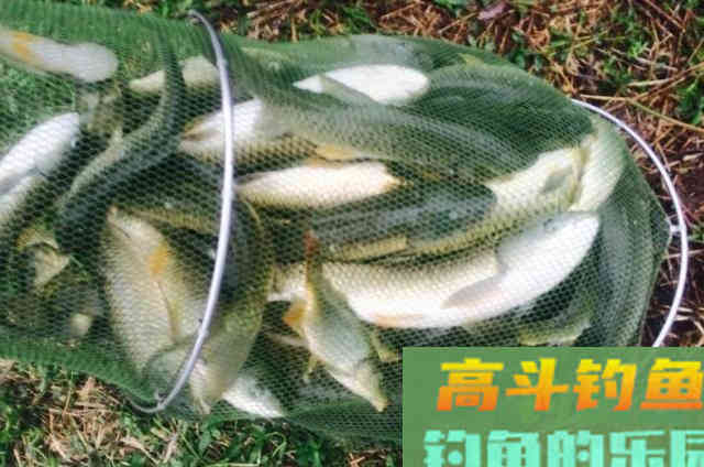 万万别小瞧这草鱼特效饵，刚一试用就接连中鱼