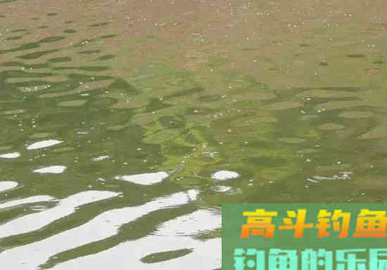 窝子里明明有鱼泡，但就是不见鱼咬钩