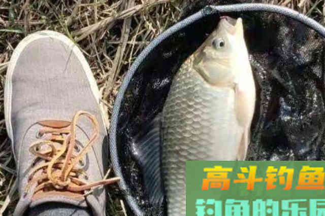 蚯蚓饵直接挂钩？太浪费了，试试这特色用法