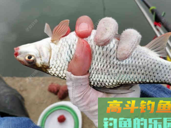 野钓走水该如何打窝，走水河打窝技巧分享